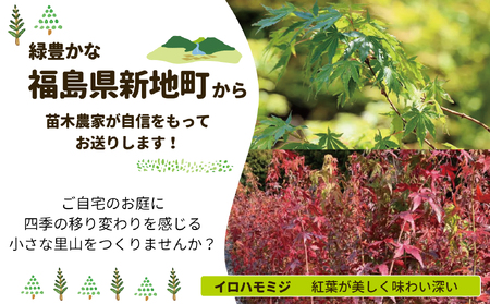 新地町産 苗木5種セット（サザンカ・イロハモミジ・ナンテン・イタヤカエデ・ツバキ） | 木 苗 人気 おすすめ 送料無料 里山 お取り寄せ 福島県 新地町 庭木 庭 森林 山茶花 さざんか いろはもみ
