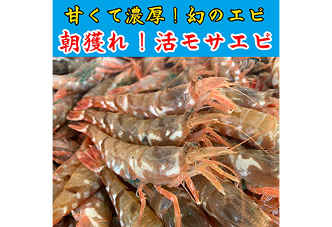 【23003】鳥取網代港 ≪幻のエビ≫朝獲れ！活モサエビ【さかなや新鮮組】