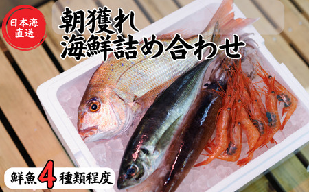 日本海直送 旬の鮮魚詰め合せ【魚種4種程度】鮮魚ボックス 魚のプロが選んだ厳選魚 新潟 糸魚川 能生漁港から朝獲れ新鮮な魚をお届け  (国産 天然 海鮮 お刺身 魚介類セット 鮮魚BOX 便利 簡単 お手軽) 魚正 鮮魚 鮮魚 鮮魚 鮮魚 鮮魚 鮮魚 鮮魚 鮮魚 鮮魚 鮮魚 鮮魚 鮮魚 鮮魚 鮮魚 鮮魚 鮮魚 鮮魚 鮮魚 鮮魚 鮮魚 鮮魚 鮮魚 鮮魚 鮮魚 鮮魚 鮮魚 鮮魚 鮮魚 鮮魚 鮮魚 鮮魚 鮮魚 鮮魚 鮮魚 鮮魚 鮮魚 鮮魚 鮮魚 鮮魚 鮮魚 鮮魚 鮮魚 鮮魚 鮮魚 鮮魚 鮮魚 鮮魚 鮮魚 鮮魚 鮮