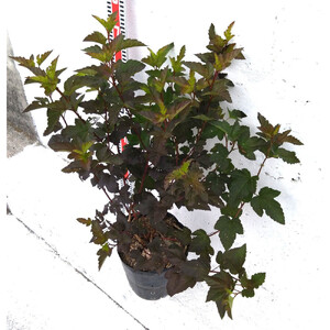 緑の力で地球を元気に！【アメリカテマリシモツケ・ディアボロ】21cmポット