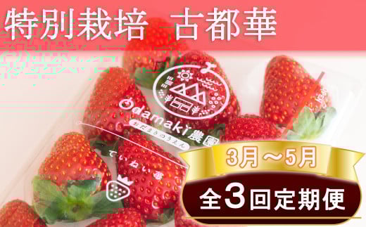 M-E5.【3月～5月定期便】減農薬いちご「古都華」2パック 特別栽培農産物