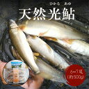 【ふるさと納税】【数量限定】 宮崎県 美郷町 天然 鮎 約500g [小丸川天然鮎工房hikaru 宮崎県 美郷町 31af0005] 数量限定 あゆ アユ 急速 冷凍 宮崎県産 小丸川 送料無料