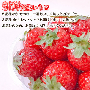 訳あり いちご 食べ比べ 2品種 セット 計500g (250g×2パック) 完熟 苺 家庭用 先行予約 