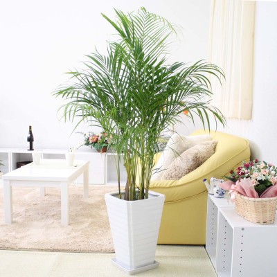 
                  【観葉植物】アレカヤシ 8号 ホワイト陶器鉢 Ｇタイプ 土の表面:ウッドチップ【観葉植物 インテリア 部屋 おしゃれ 福岡県 筑前町 送料無料 AG039】【価格改定】
                