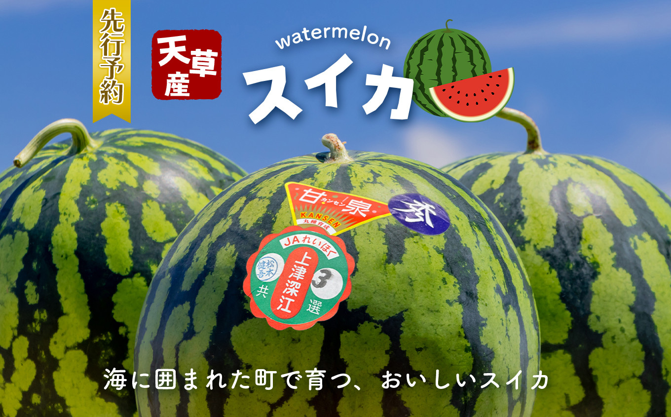 
天草産 上津深江 スイカ 1玉 | フルーツ 果物 くだもの スイカ すいか 西瓜 盆すいか 上津深江スイカ 熊本県 苓北町
