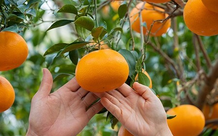 大崎上島産 自家栽培の果実で作る無添加まんまジャム 3本セット