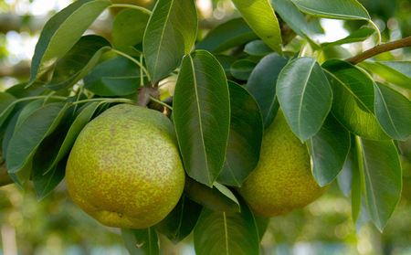 厳選ラフランス 秀品 大玉 6個入り (約2kg) FY25-067