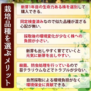 コウヤノマンネングサ・オオカサゴケ・ヒノキゴケの苔テラリウム用3種パック 人工栽培最高品質