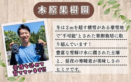 【先行予約】[令和7年産]飯山市産 ナガノパープル2房（約900g以上）(7-A31)