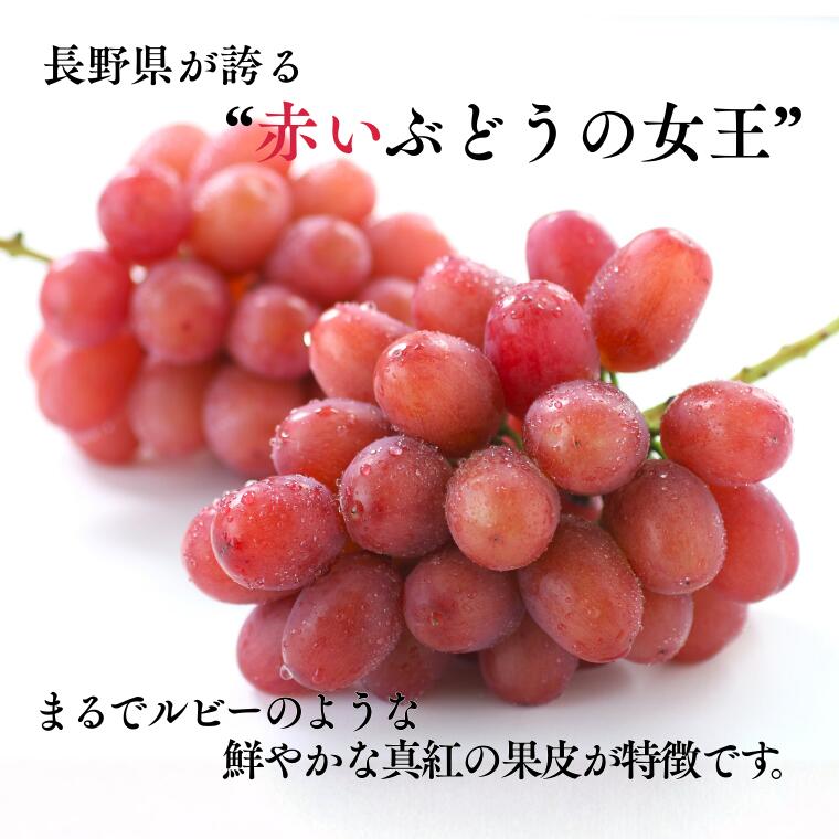 MS35 ぶどう クイーンルージュ®（長野県産秀品） 約2kg / 2026年10月中旬～11月上旬頃 配送予定//稀少 新品種 長野県 南信州 高糖度 葡萄 ブドウ クインルージュ 甘い 種なし 皮