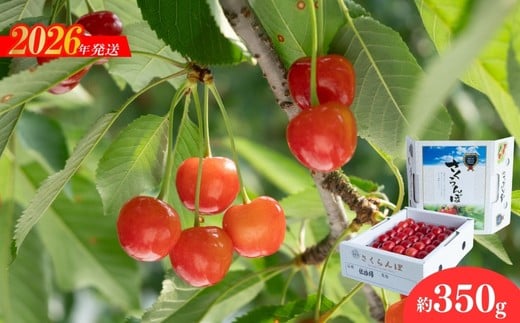 No.2279ヤマ考紺野果樹園 さくらんぼ 佐藤錦化粧箱入り350g【2026年発送】