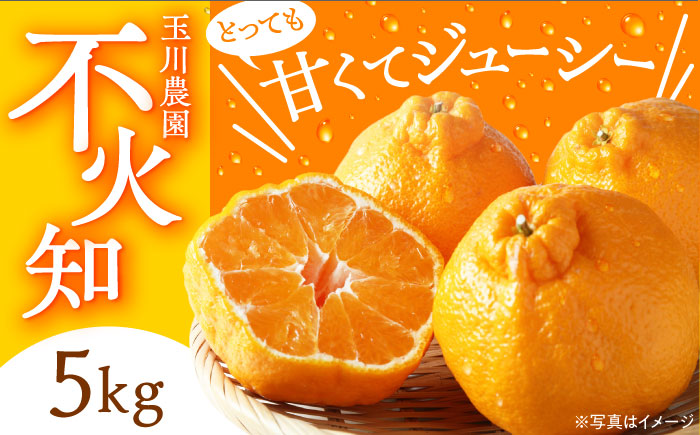 【先行予約】【2026年3月上旬から順次発送】優しい酸味とジューシーで強い甘味！不知火 5kg　愛媛県大洲市/玉川農園 [AGBC003]みかん オレンジ フルーツ ミカン 果物 かき氷 みかんジュース 愛媛みかん こたつ みきゃん スムージー デザート おやつ ヨーグルト