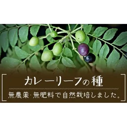 カレーリーフの種　15粒　CS-4