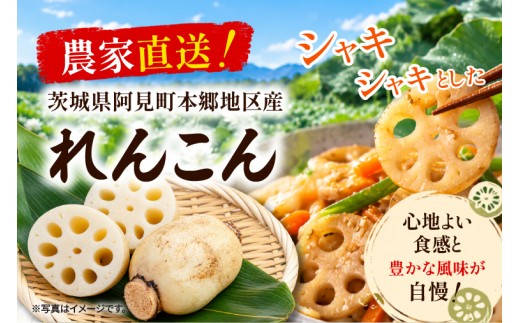 先行予約 れんこん 2kg お多福れんこん 蓮根 レンコン 農家直送 産地直送 新鮮 野菜 根菜 有機肥料 【2026年9月より順次発送】（111-01）