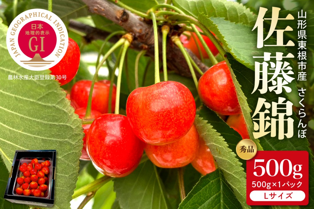 【2026年産 先行予約】GI東根さくらんぼ「佐藤錦」秀品 500gバラ詰め（500g×1パック） Lサイズ 山形県 東根市 hi088-010