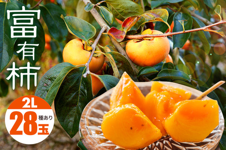 【 2026年 先行予約 】 富有柿 2L 28玉 (14玉×2段箱) 坂川果樹園 柿 甘い柿 かき 富有カキ 甘い 果物 フルーツ くだもの カキ 富有かき 秋 旬 甘柿 糖度 贈答用 贈答品 ギフ