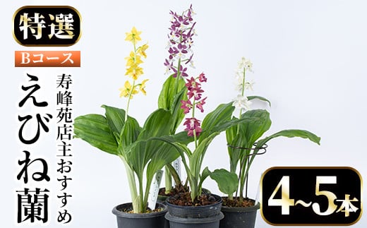 【個数限定】寿峰苑特選えびね蘭　店主おすすめ標準Bコース（4本～5本） 鹿児島 冠岳 で育った 蘭 時期により 花 苗 鉢入りでお届け！ 【B-051H】