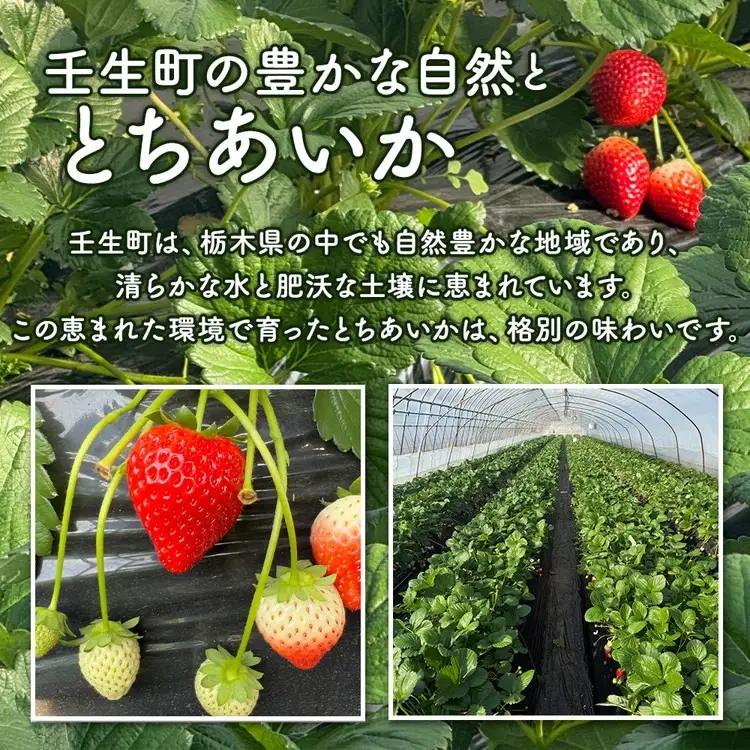 「訳あり」とちあいか 260g×2パック 1パック9粒〜11粒入り（Lまたは2Lサイズ） いちご 苺 栃木県 ※2027年1月～発送