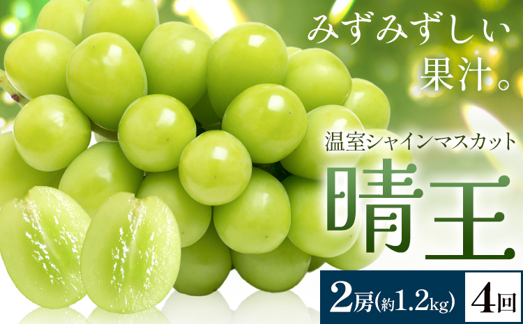 【2026年発送先行予約】シャインマスカット 温室 晴王 2房(合計約1.2kg) 4回お届け シャイン マスカット《2026年7月中旬-10月中旬頃出荷》晴レ乃青果　(岡山中央卸売市場店(富士紙工 有限会社)) 送料無料 岡山県 浅口市 フルーツ 果物 岡山県産【配送不可地域あり】
