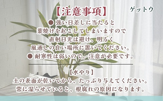緑の匠が選んだ観葉植物 素敵な空間づくりに ゲットウ( 観葉植物 ゲットウ 月桃 植物 贈り物 送料無料 )【B9-019】