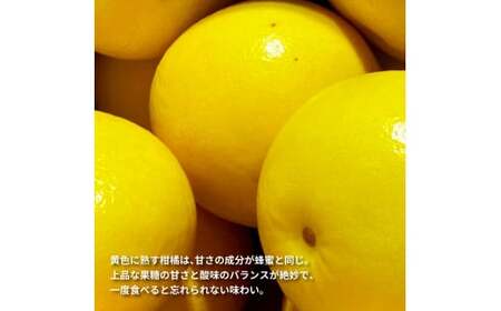 先行予約 土佐の柑橘 土佐文旦 10kg 詰め合わせ ちょっと訳あり 文旦 ぶんたん ブンタン 柑橘 高知県 高知 返礼品 故郷納税 16000円 果物 くだもの フルーツ お取り寄せ 美味しい おい