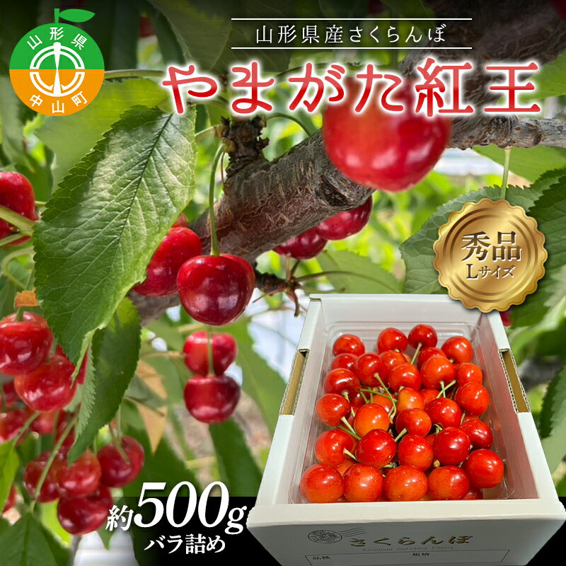【ふるさと納税】【令和8年産】山形県産さくらんぼ やまがた紅王 秀品 “Lサイズ” 約500g バラ詰め サクランボ 果物 フルーツ チェリー F4A-1033