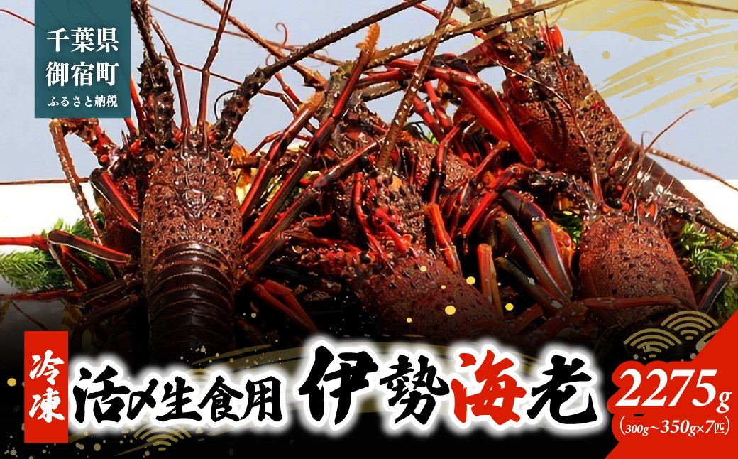 
                  活〆生食用伊勢海老（冷凍）2275g（300～350g）×7匹  ONJB042
                