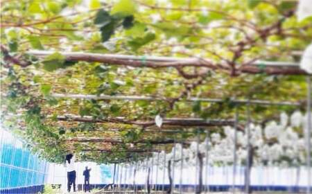 岡山県産 シャインマスカット 家庭用 約10kg マスカット ぶどう ブドウ 葡萄 果物 フルーツ 岡山県 倉敷市【2025年9月上旬～9月下旬発送予定】