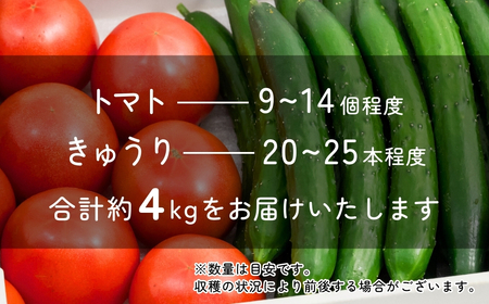 トマト きゅうりセット 合計約4kg | ﾄﾏﾄ きゅうり ﾄﾏﾄ きゅうり ﾄﾏﾄ きゅうり ﾄﾏﾄ きゅうり ﾄﾏﾄ きゅうり 桜国屋 埼玉県 北本市