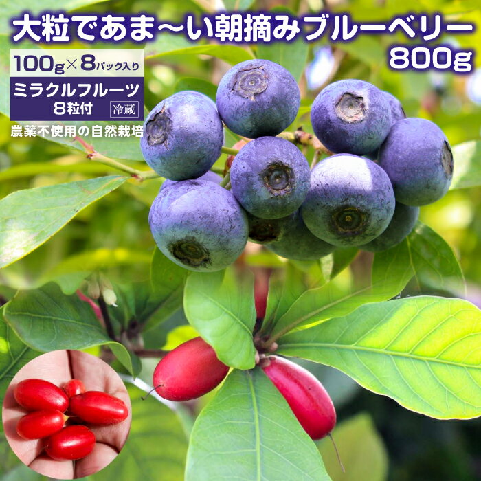【ふるさと納税】果物 フルーツ ブルーベリー ベリー 800g 100g×8パック ミラクルフルーツ 8粒付き セット 詰め合わせ おすすめ 生 冷蔵 朝摘み 完熟 旬 期間限定 季節限定 夏季限定 夏期限定 数量限定 ラビットアイ系 農家直送 7月発送