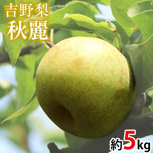 【ふるさと納税】【先行予約】熊本県氷川町産 吉野梨秋麗 約5kg(14〜16玉前後) JAやつしろ梨部会《8月中旬-9月上旬頃出荷》