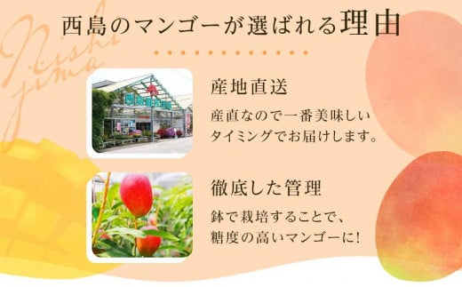 【先行予約】高知県南国市産／完熟アップルマンゴー1個（2027年6月～発送）【マンゴー フルーツ くだもの デザート 高評価 厳選 高級 ギフト 贈り物 人気 おすすめ】【マンゴー アップルマンゴー フルーツ 果物 くだもの 食品  高評価 厳選 高級 ギフト 贈り物 人気 おすすめ 】