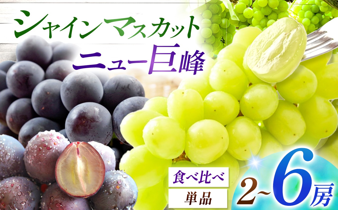 
            【先行予約】宮内果樹観光園 選べる シャインマスカット ニュー巨峰 食べ比べ 単品 2房 ～ 6房 （ 約 1kg ～ 2kg ） | フルーツ 果物 くだもの ぶどう ブドウ 葡萄 シャインマスカット マスカット 巨峰 セット 産地直送 大分県 中津市
          