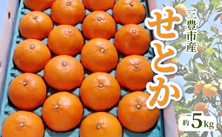 M02-0090_【ふるさと納税】【配送不可地域：北海道・沖縄県・離島】みかん せとか 約 5kg 15玉～28玉 三豊市産 とろける食感 ジューシー 甘い オレンジのような濃厚な味 手で簡単に皮がむ