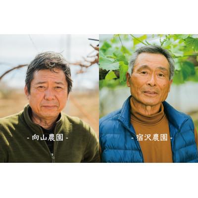 ふるさと納税 甲州市 【発送月固定定期便】『2026年先行受付』甲州市自慢の大玉桃と大粒シャインマスカット 全2回 |  | 03