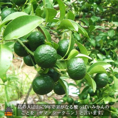 ふるさと納税 徳之島町 〜野生の島みかんの味〜徳之島のヤマ・シークニン果汁(70ml×5本) |  | 01