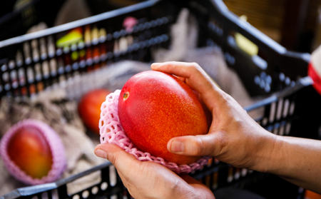 【令和7年6月中旬ごろより発送】完熟マンゴーと生ライチのセット マンゴー 1玉 生ライチ 6～8玉入り 室戸海洋深層水使用 アップルマンゴー （アーウィン） 生ライチ 国産 先行予約 先行受付 果物