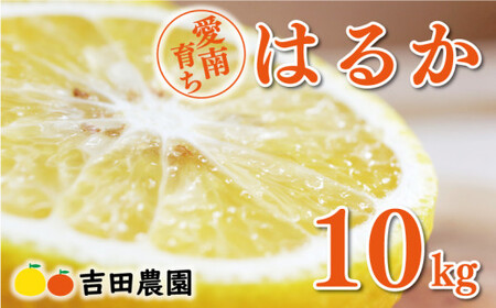 【2026年2月中旬頃発送】【先行予約】先行予約 はるか 10kg みかんみかんみかんみかんみかんみかんみかんみかんみかん
