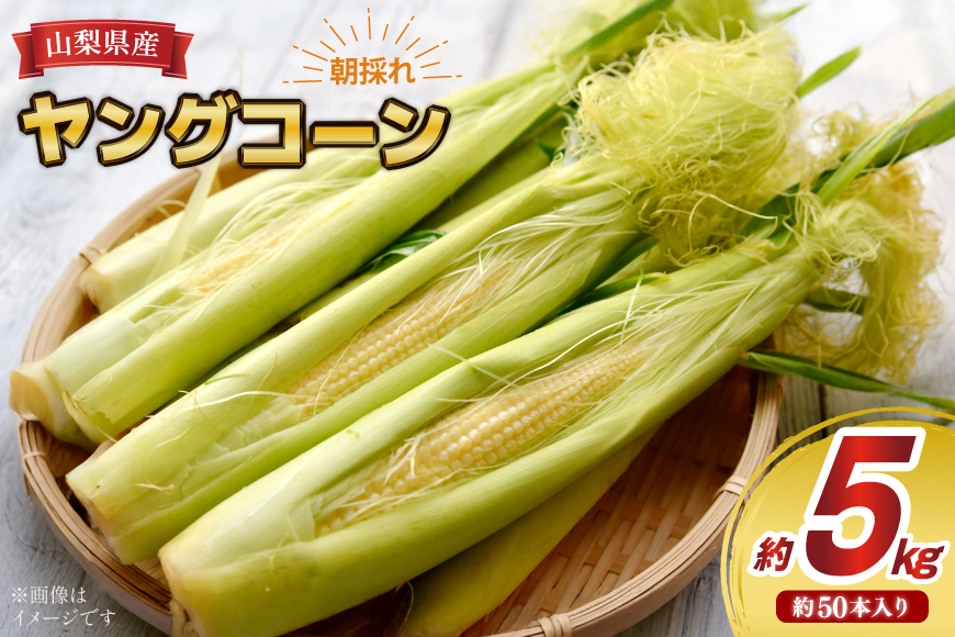 
            ヤングコーン 朝採れ 皮付き 約50本 約5kg [KYA農園 山梨県 中央市 21471058] ベビーコーン 朝取れ コーン トウモロコシ とうもろこし
          
