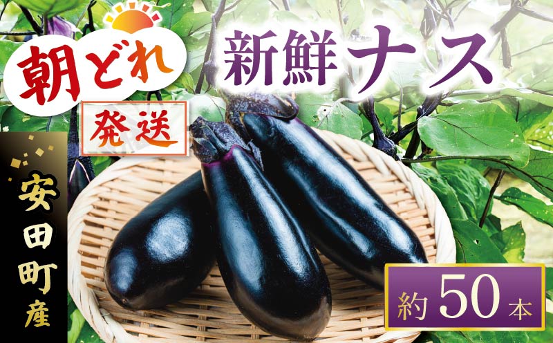 収穫したその日に発送する新鮮ナス便 約50本程度 採れたて なす 約50本 新鮮 小分け 茄子 野菜 旬 やさい 浅漬け 漬物 産地直送 健康 高知県 安田町 TR-0007