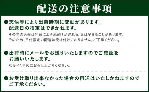 【 先行予約 】 シャインマスカット 1.3kg 2房 2024年発送 冷蔵 高級 種無し 種なし ブドウ ぶどう 品種 果物 甘さ 香り 美味しい 食べ方 人気 ランキング おすすめ 家庭用 贈答用