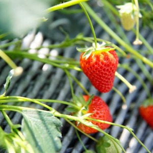 朝摘み!ふるさと納税上牧町　奈良県高級ブランド苺「古都華」250g×2パック(2L以上)【配送不可地域：離島・北海道・沖縄県】【1328296】