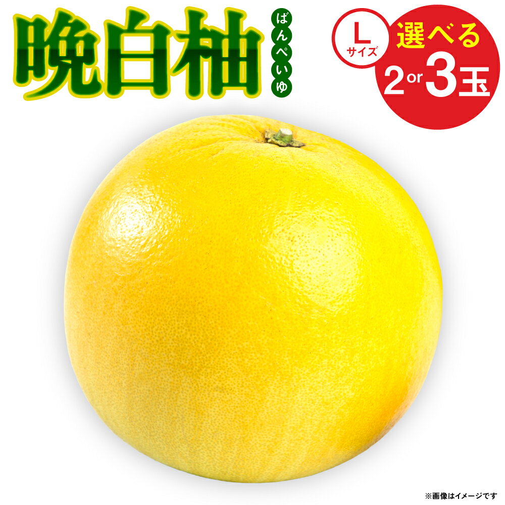 【ふるさと納税】【先行予約】【選べる玉数】八代特産 晩白柚（ばんぺいゆ）Lサイズ 2～3玉 柑橘 果物 フルーツ 熊本県産 ばんぺいゆ フルーツ 柑橘 特産品 送料無料 【2025年12月上旬より順次発送】