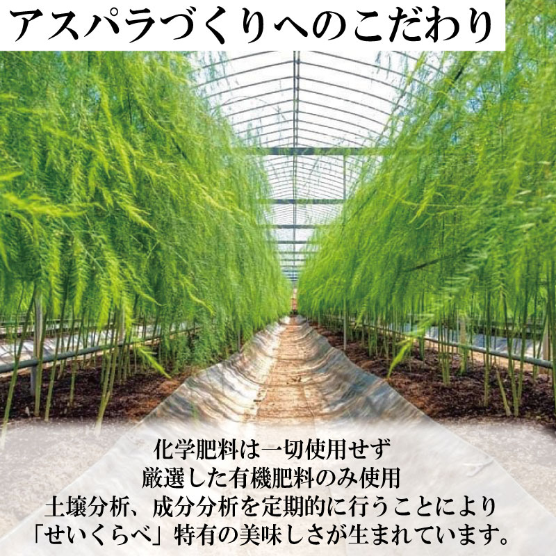 アスパラガス Lサイズ 1kg 2025年 4月から 発送 せいくらべ アスパラ 季節 春 野菜 新鮮 旬 煮物 炒め物 漬物 鍋 味噌汁 家庭用 弁当 惣菜 おかず 健康 栄養 Anto Farm 