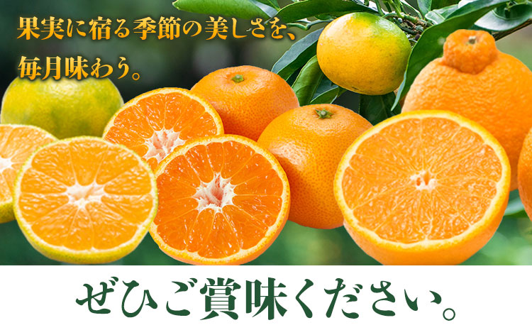 秀品 みかん 3ヶ月定期便 【ミニ：計8kg】 日本フルーツ株式会社《2025年10月上旬-12月末頃出荷》熊本県 長洲町 早生みかん 温州みかん 不知火 果物 フルーツ スイーツ デザート ギフト 
