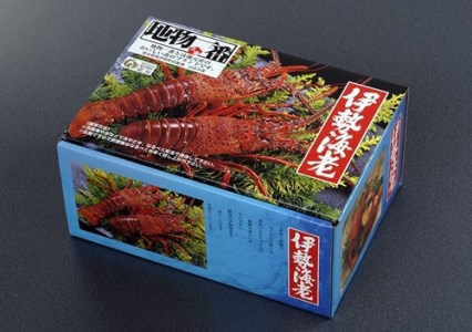 大伊勢海老（特大 601～800g）１尾　山庄水産／伊勢えび　三重県　南伊勢町　ブランド　伊勢志摩