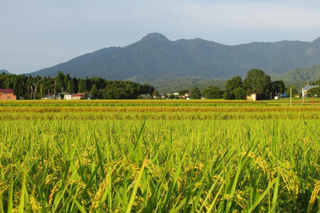 【毎月定期便】標高200mで育てた棚田米|新潟県上越市中郷産・従来種コシヒカリ精米5kg全6回