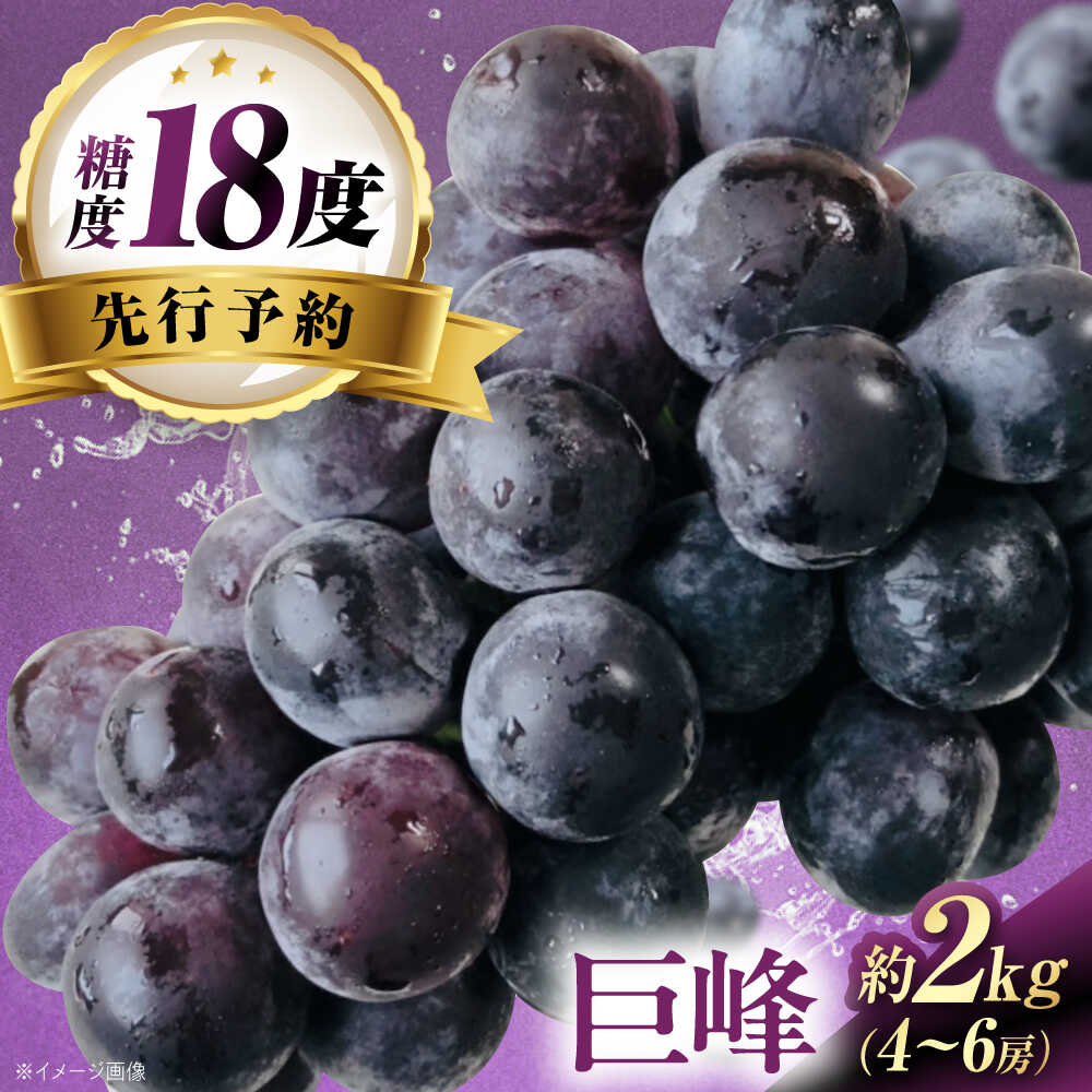 【ふるさと納税】【先行予約】巨峰 約2kg1箱（4房〜6房）＜2026年8月中旬から発送＞/ 巨峰 ぶどう ブドウ 葡萄 愛媛県 愛媛 内子町 フルーツ 果物 送料無料 美味しい おすすめ 人気 特産品 四国 国産 【有限会社ふじブドウ園】[BKCW003] 18000 18000円