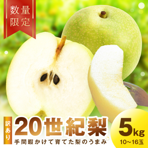 【先行予約／数量限定100】訳あり 廿世紀梨 5kg（2026年9月上旬～発送） 果物 くだもの フルーツ ふるーつ 梨 なし ナシ 京都 京丹後 果樹園 農園直送