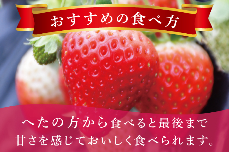 いちご とちおとめ やよいひめ イチゴ 苺 食べ比べ 定期便 JAなめがたしおさい直送 大粒 酸味 甘さ 減農薬 果物 フルーツ 冬 旬 【茨城県共通返礼品/行方市産】【先行予約｜2026年2月より順次発送】(96-03)